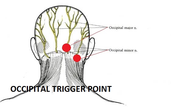 occipital EN.jpg